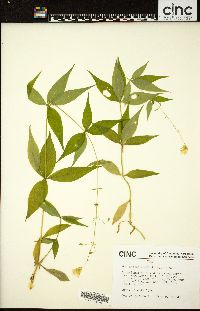 Silene stellata image