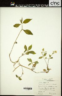 Stellaria pubera image