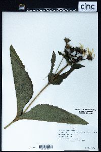 Silphium integrifolium image