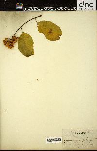 Celastrus scandens image