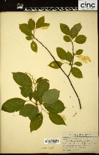 Celastrus scandens image