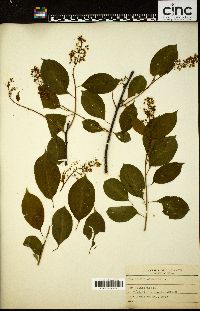 Celastrus scandens image