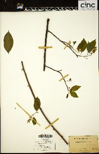 Celastrus scandens image