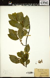 Celastrus scandens image