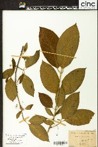 Euonymus atropurpureus image