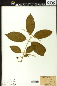 Euonymus atropurpureus image