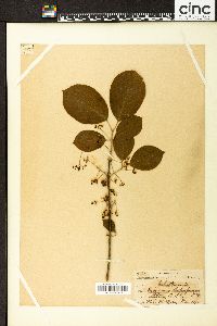 Euonymus atropurpureus image