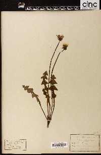 Taraxacum officinale subsp. officinale image