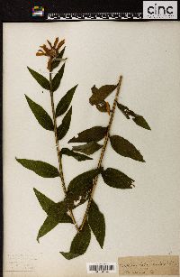 Verbesina helianthoides image