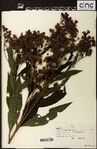 Vernonia gigantea subsp. gigantea image