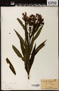 Vernonia fasciculata image