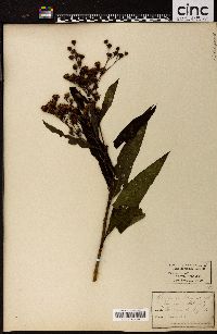 Vernonia noveboracensis image