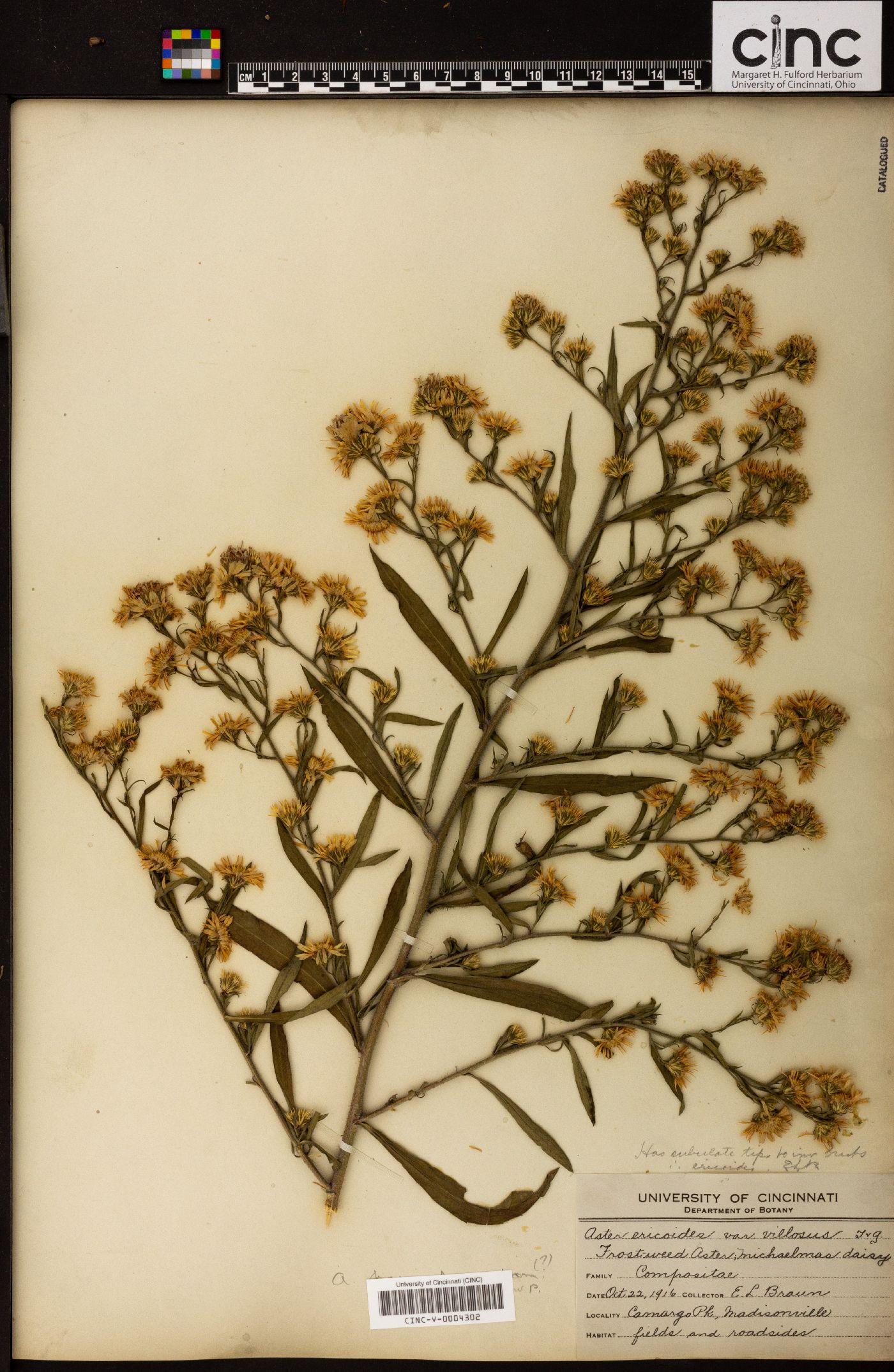 Aster villosus image