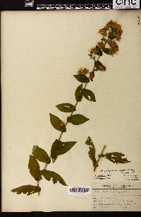 Symphyotrichum phlogifolium image