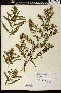 Symphyotrichum lanceolatum var. lanceolatum image