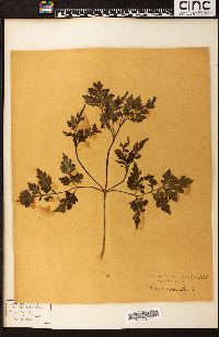 Bidens bipinnata image