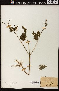 Bidens bipinnata image