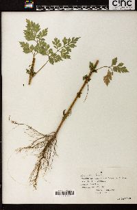 Bidens bipinnata image