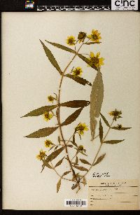 Bidens laevis image