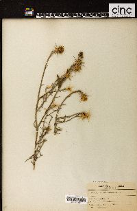 Centaurea salonitana image