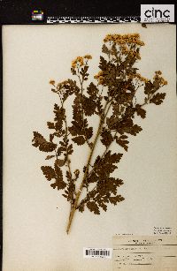 Chrysanthemum parthenium image