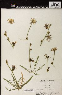 Cichorium intybus image