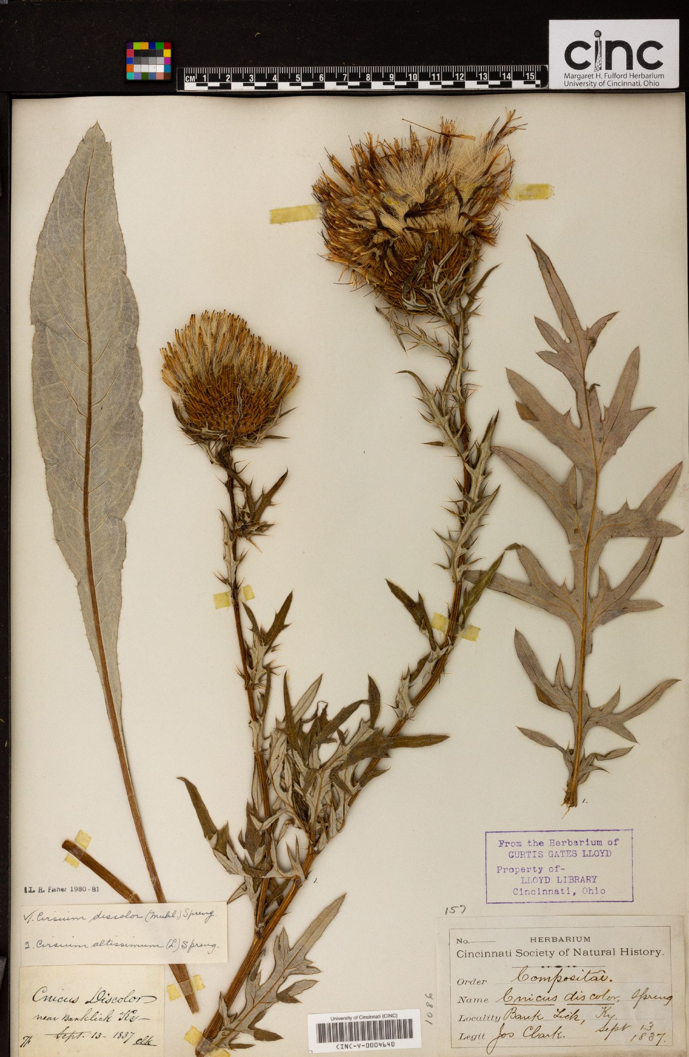 Cnicus discolor image