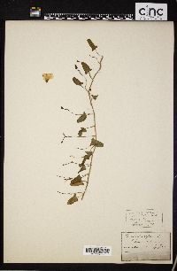 Calystegia sepium subsp. angulata image