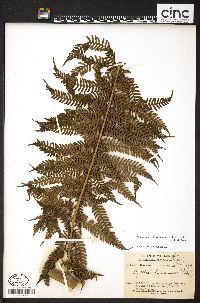 Cyathea hainanensis image