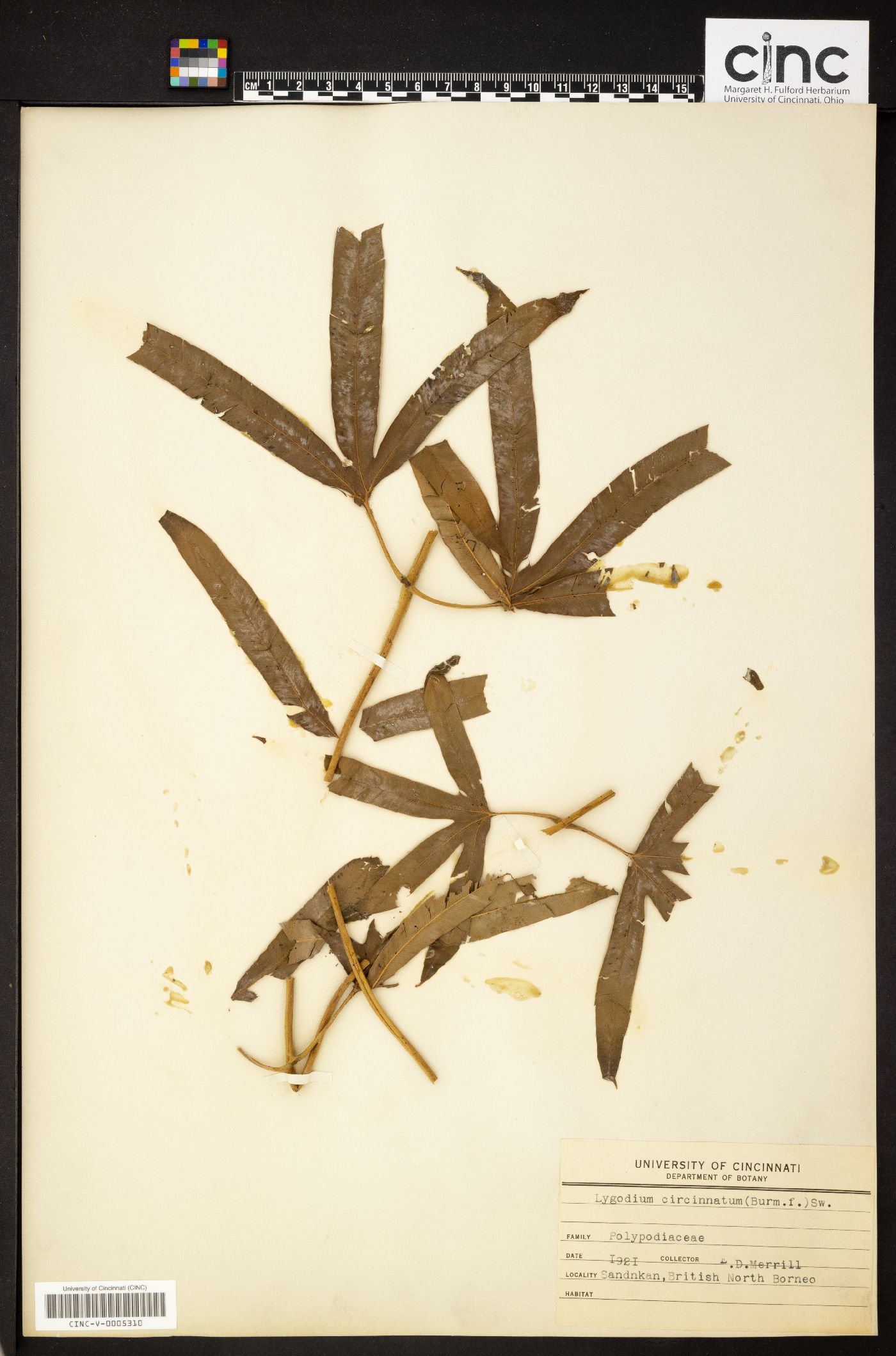 Lygodium circinnatum image