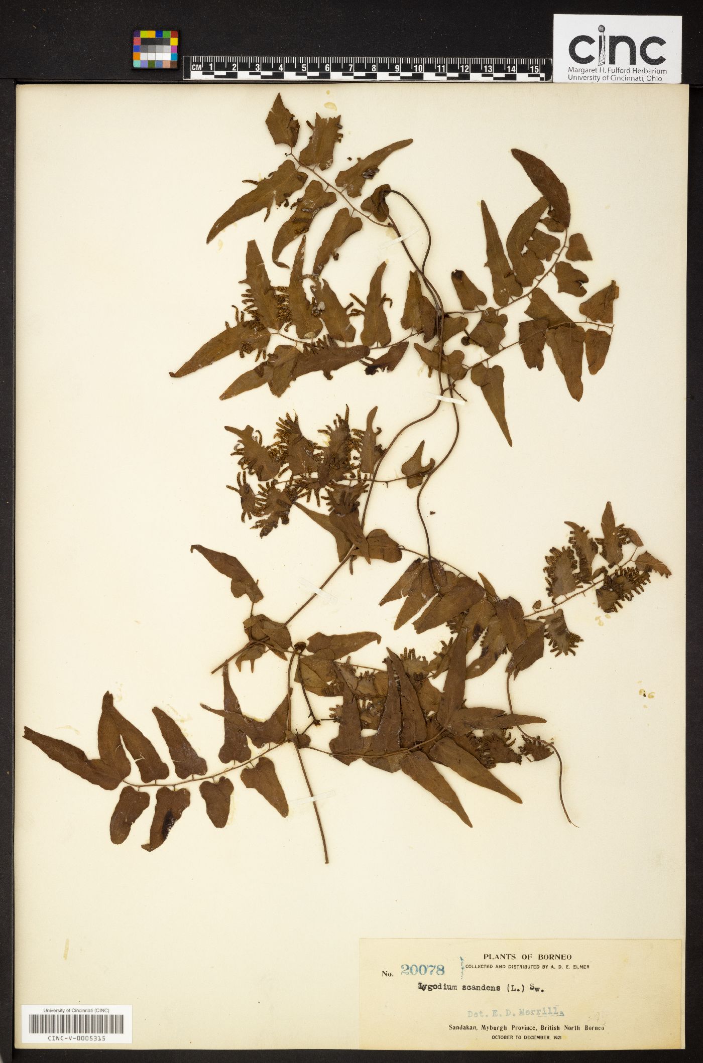 Lygodium scandens image