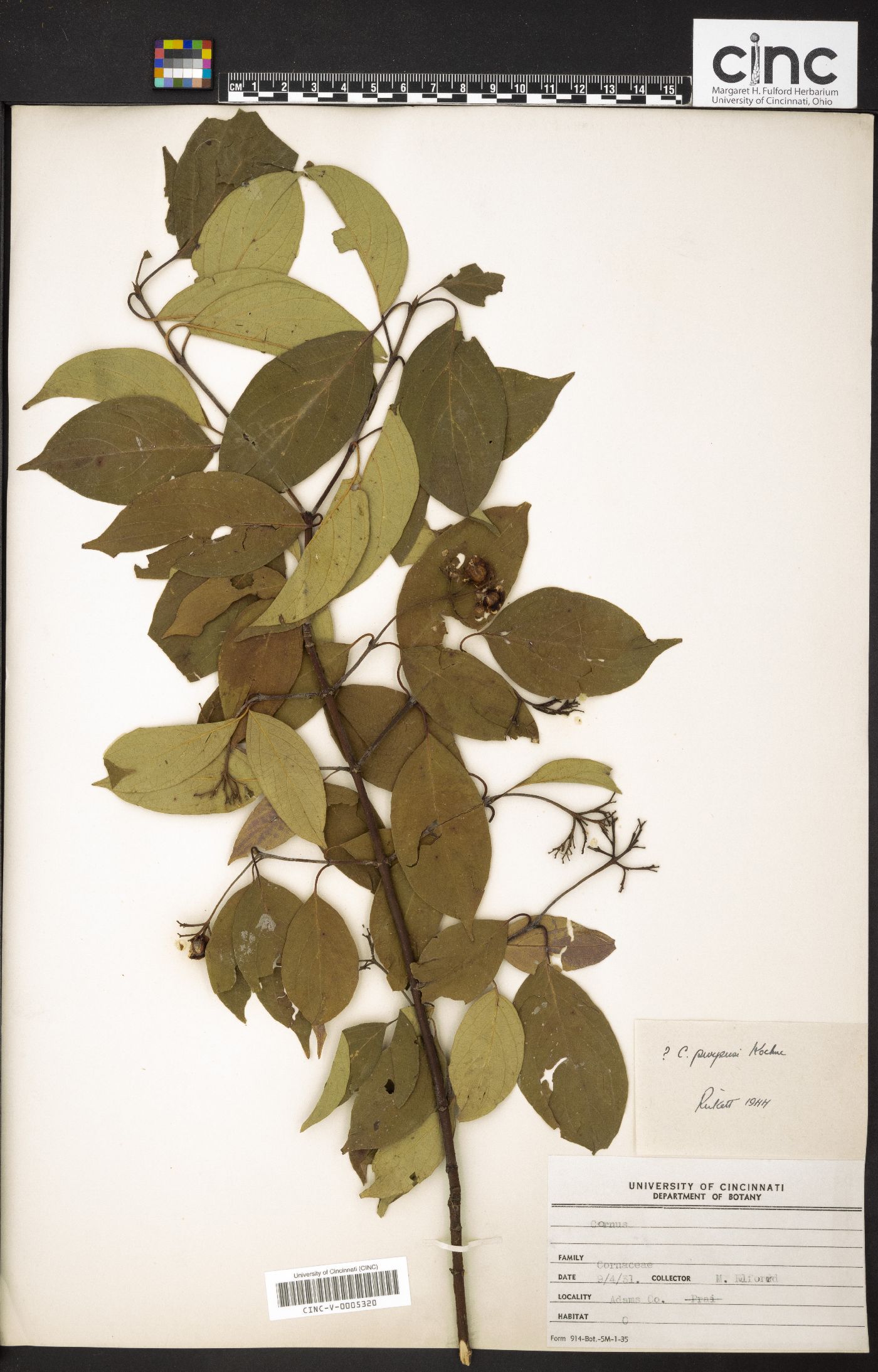 Cornus purpusii image