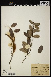 Toxocarpus wightianus image