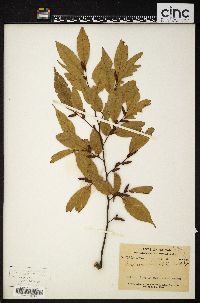 Carpinus londoniana image