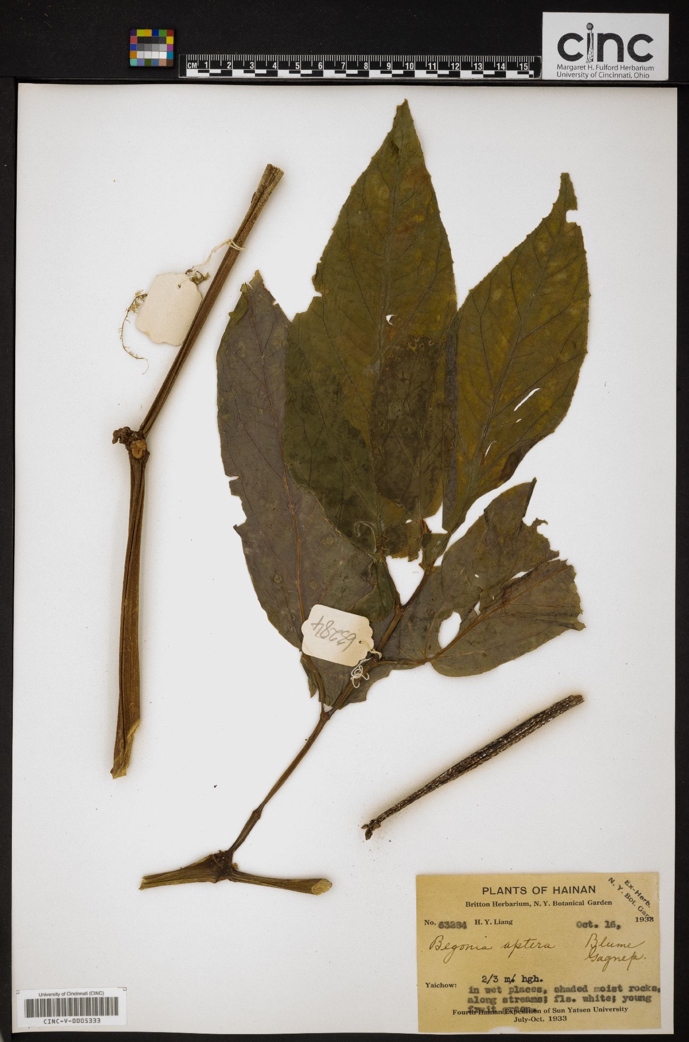 Begonia aptera image