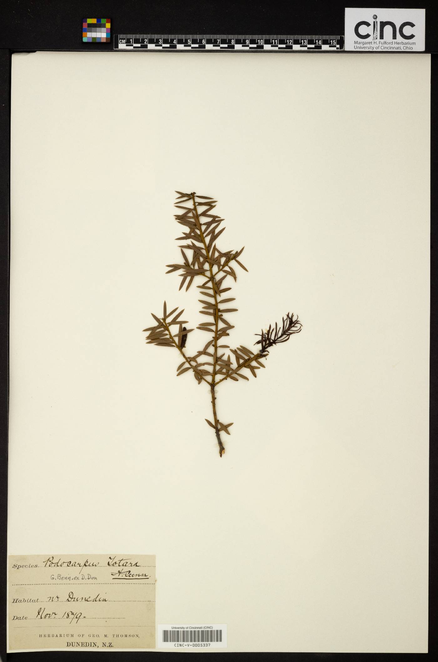 Podocarpus totara image