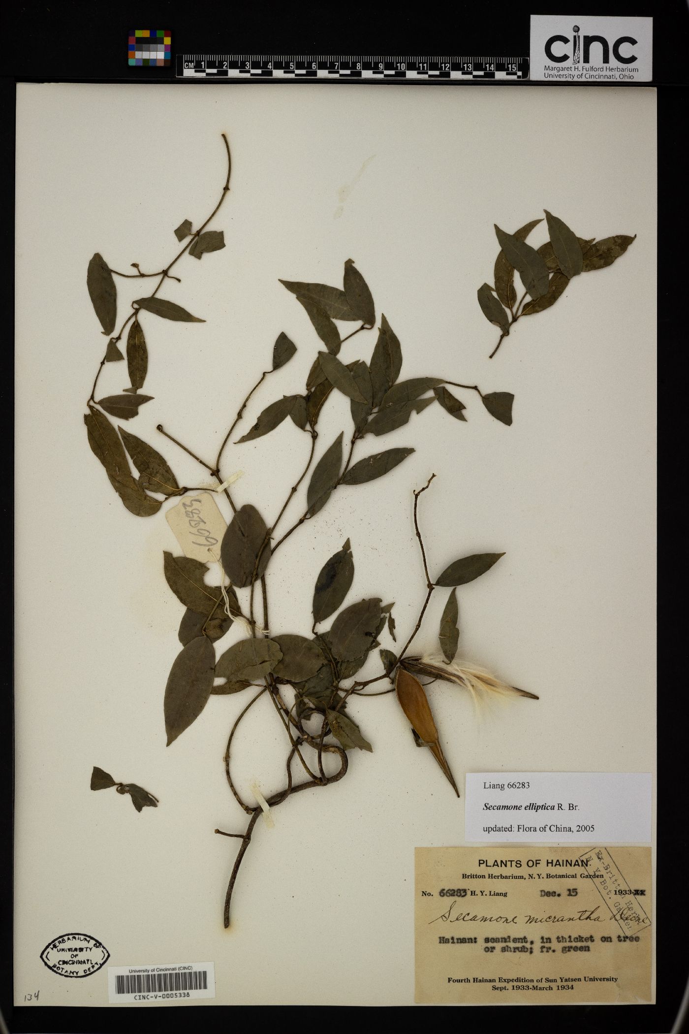 Secamone elliptica image