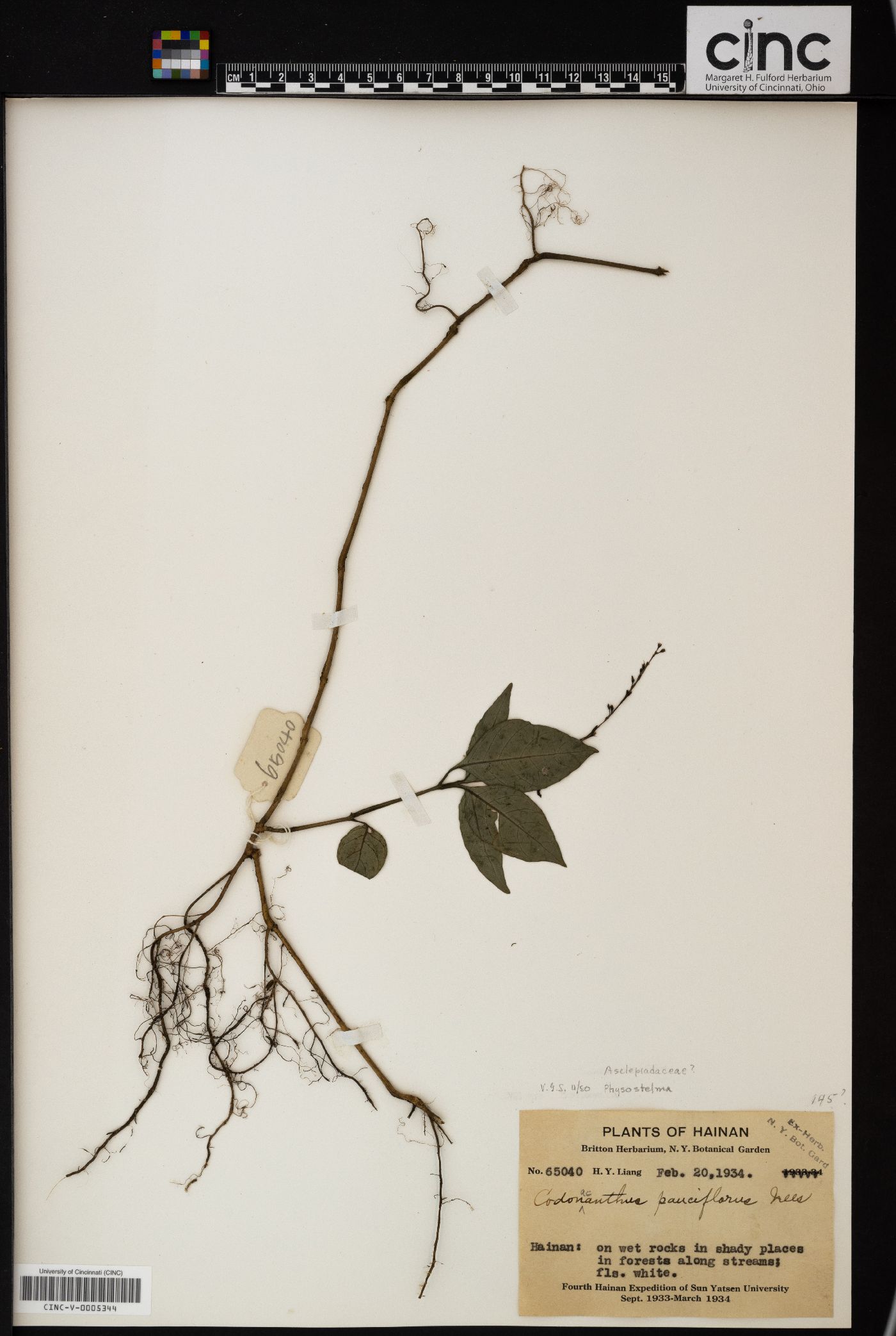 Codonacanthus pauciflorus image