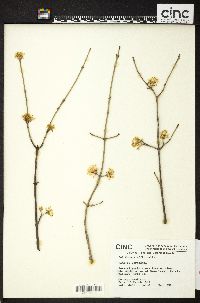 Cornus officinalis image