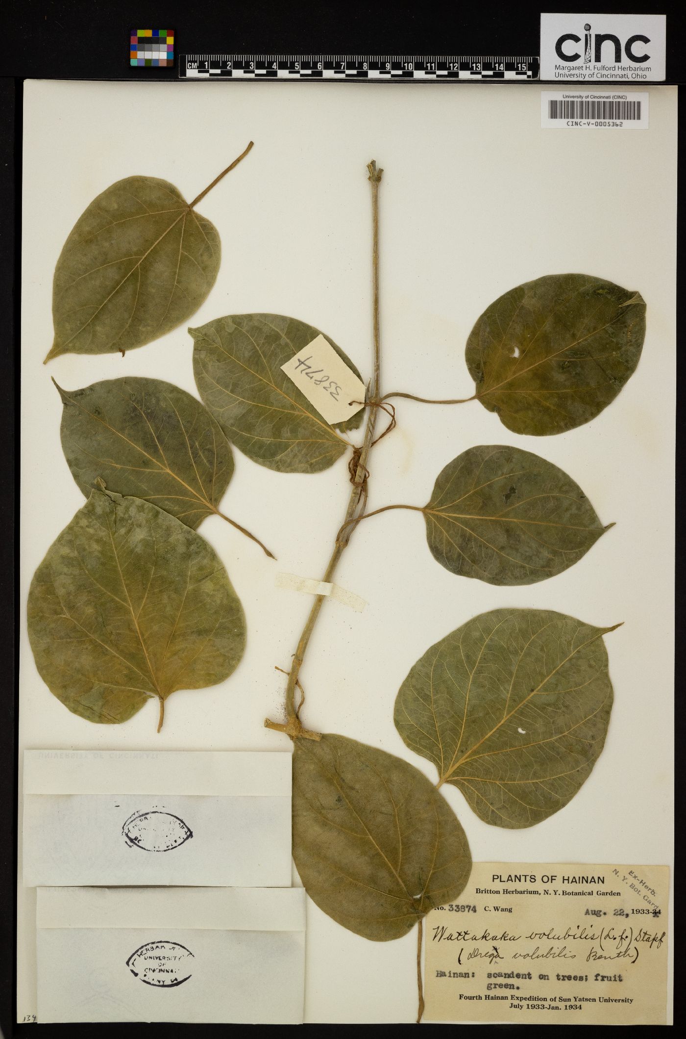 Marsdenia volubilis image