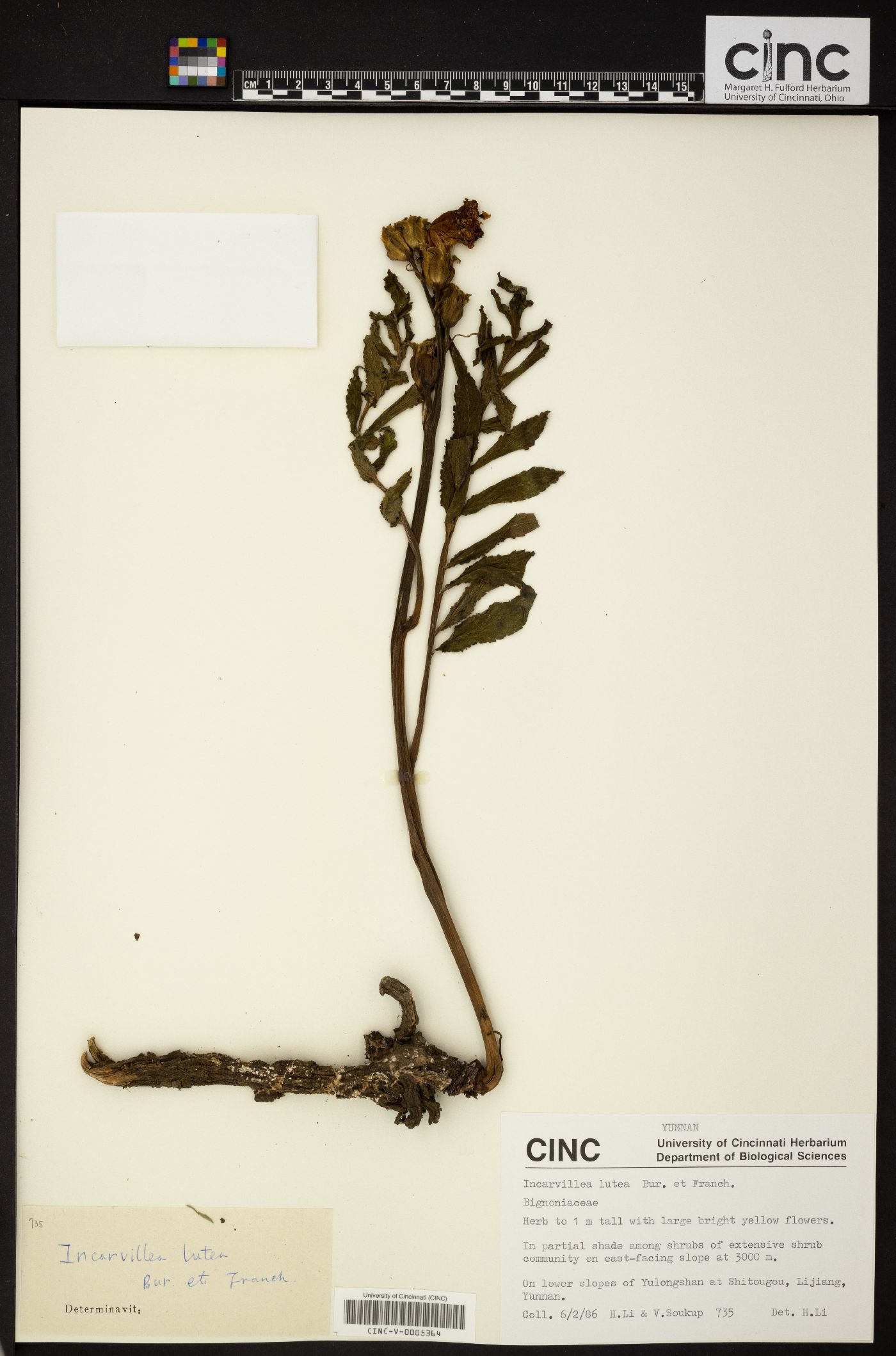 Incarvillea lutea image