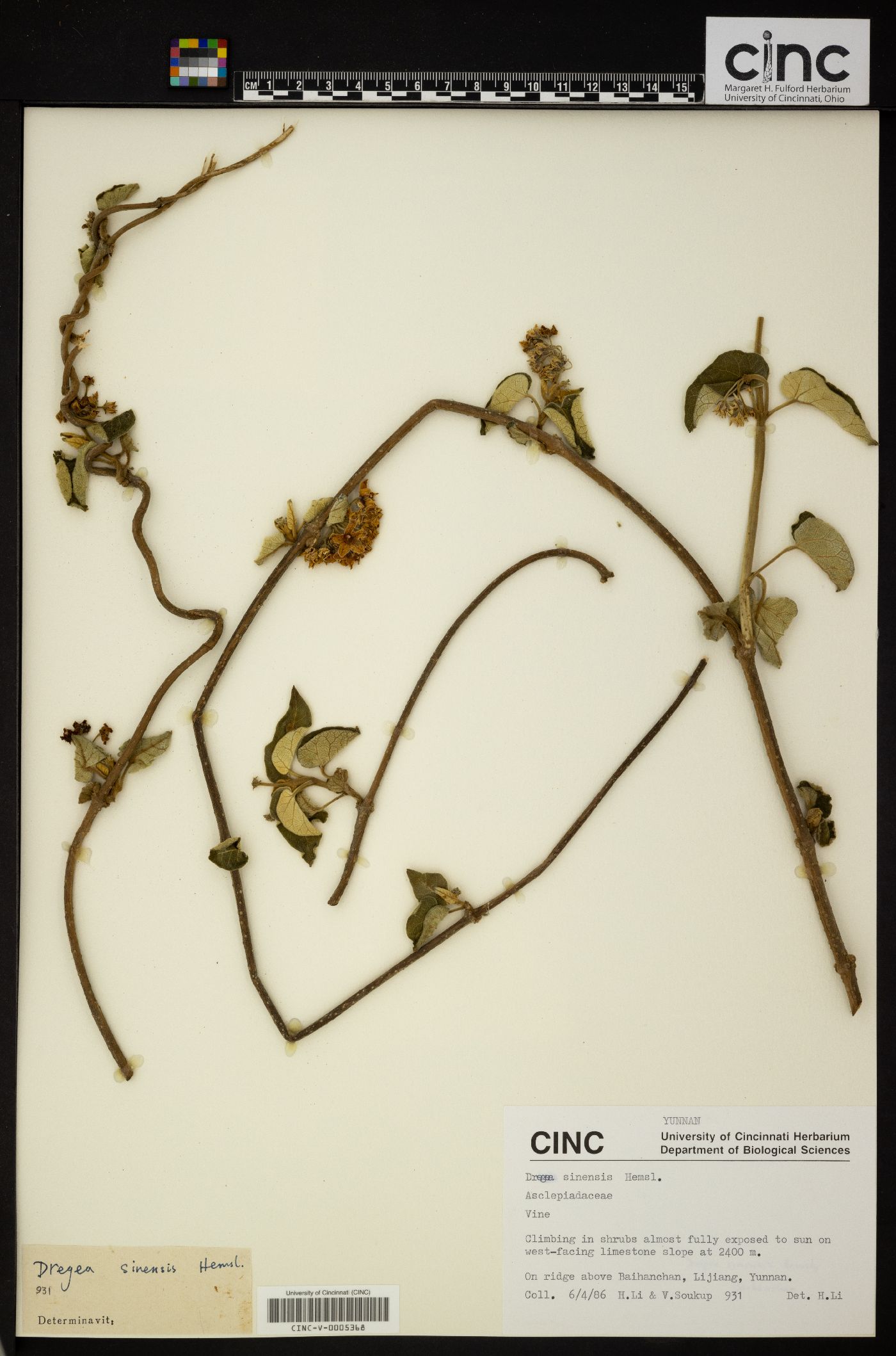 Marsdenia sinensis image