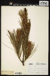 Pinus armandii image