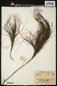 Pinus armandii image