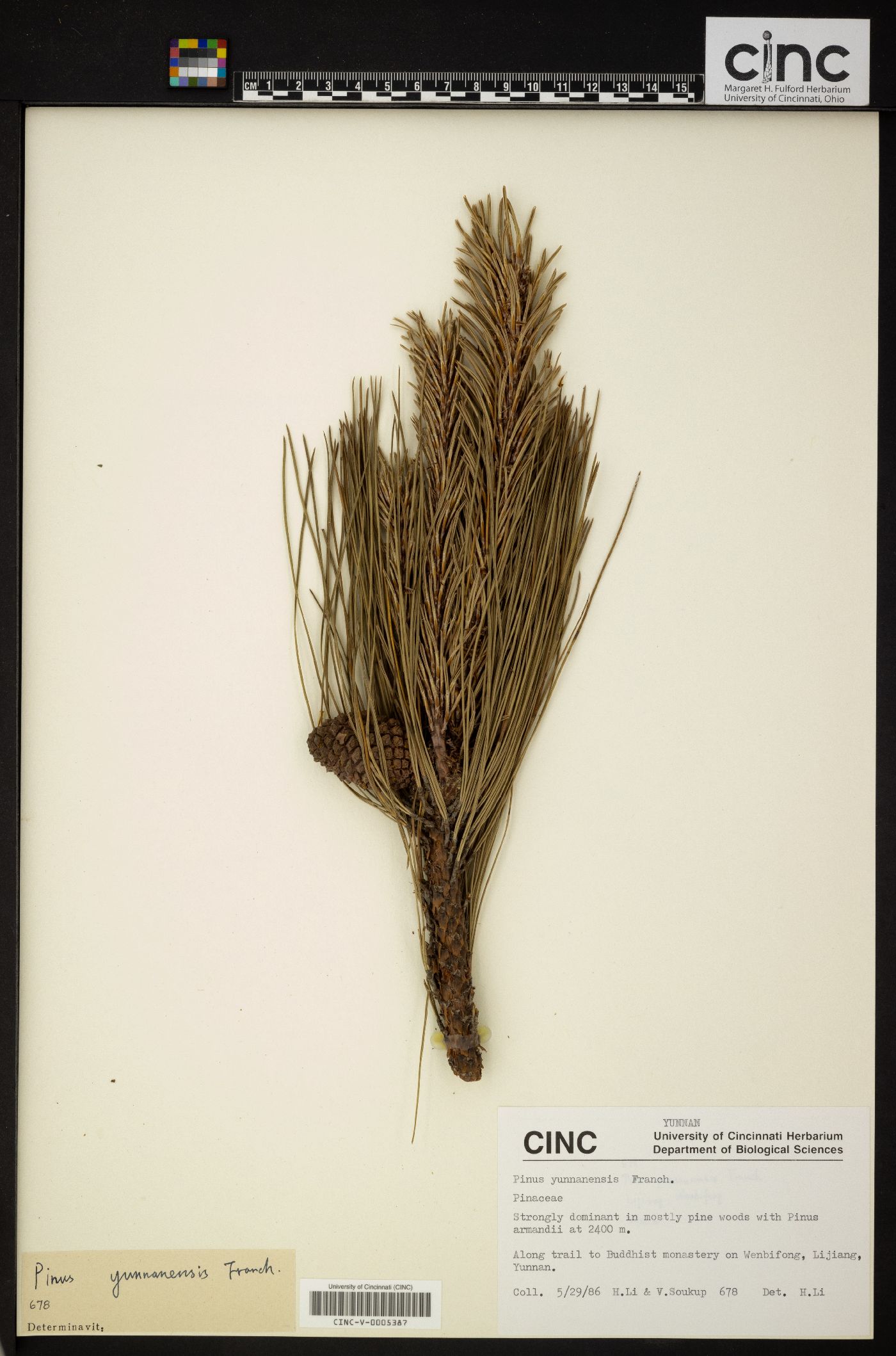 Pinus yunnanensis image