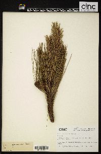 Pinus yunnanensis image