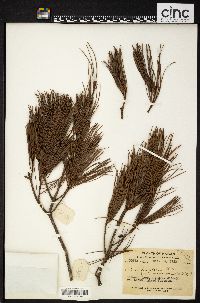 Pinus fenzeliana image
