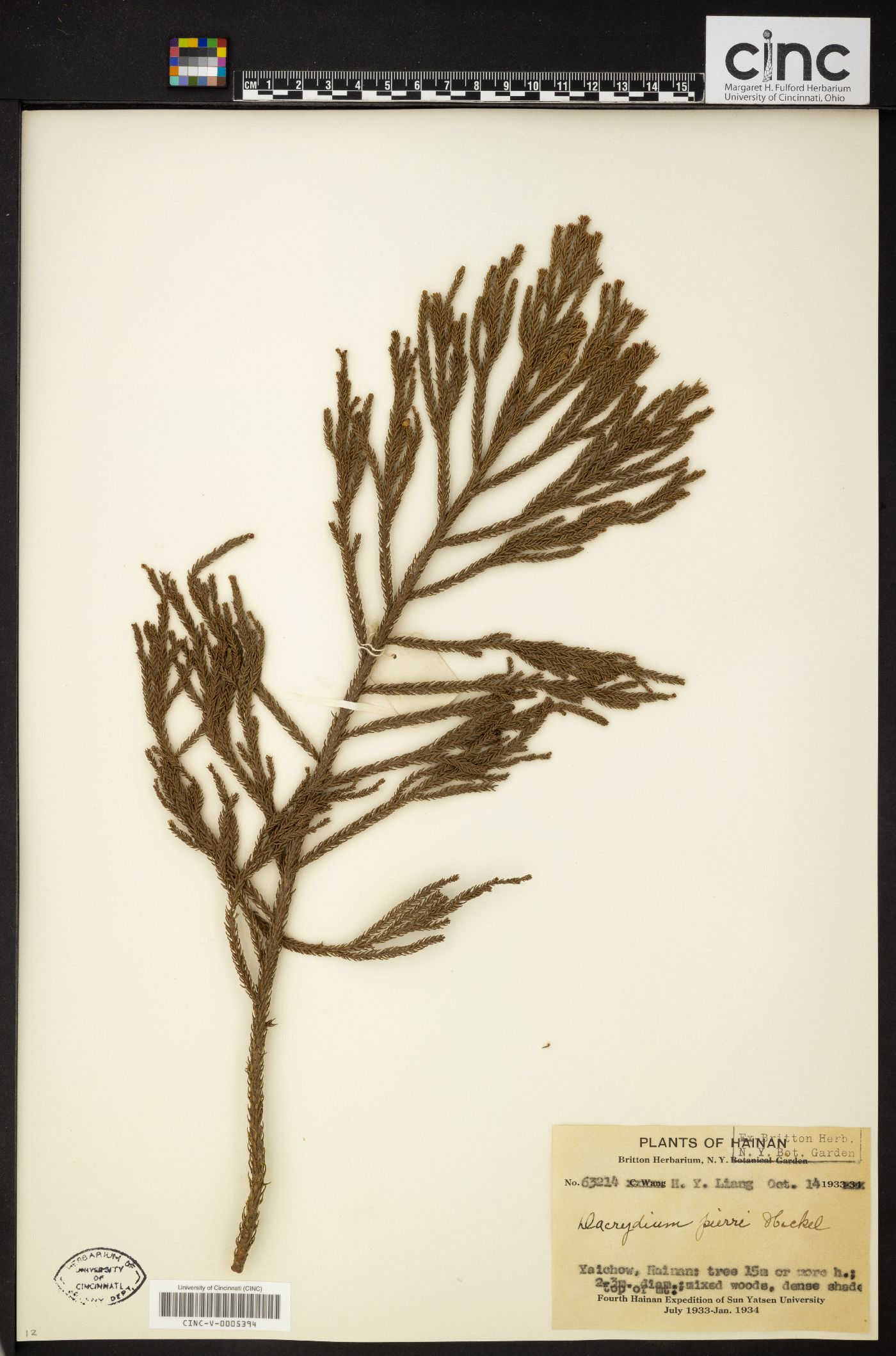 Dacrydium elatum image