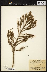 Dacrydium elatum image