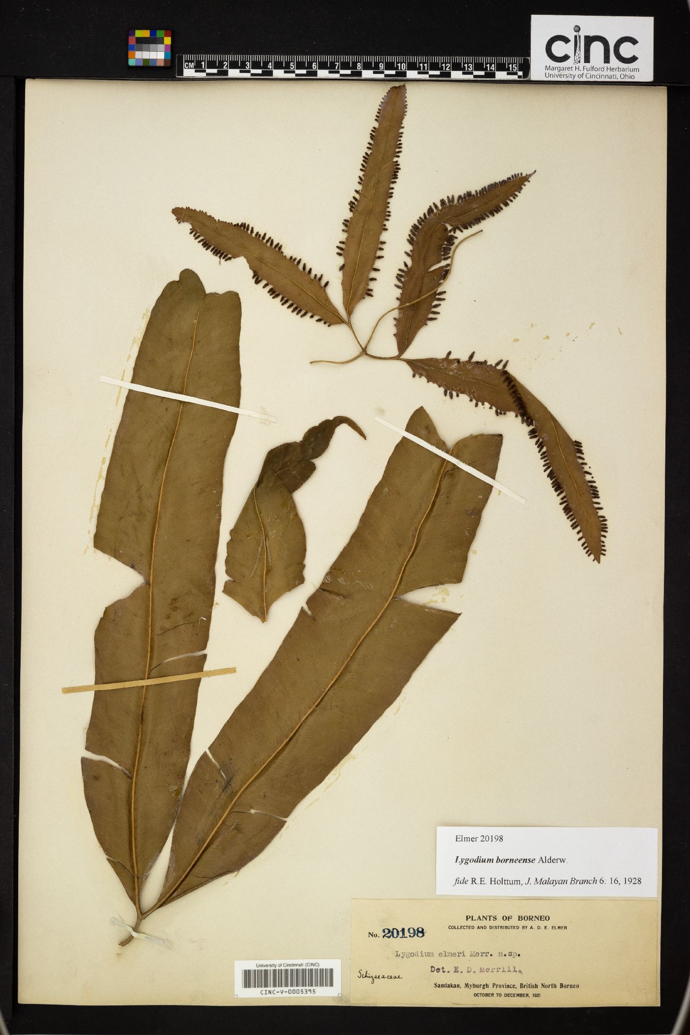 Lygodium borneense image